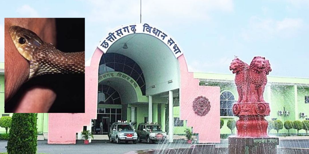 CG : सदन में गूंजा सर्पदंश से मौत पर मुआवजा में अनियमितता का मामला, सत्ता पक्ष के विधायक ने करोड़ों के भ्रष्टाचार का लगाया आरोप, मंत्री ने जांच कराकर की कार्रवाई की घोषणा
