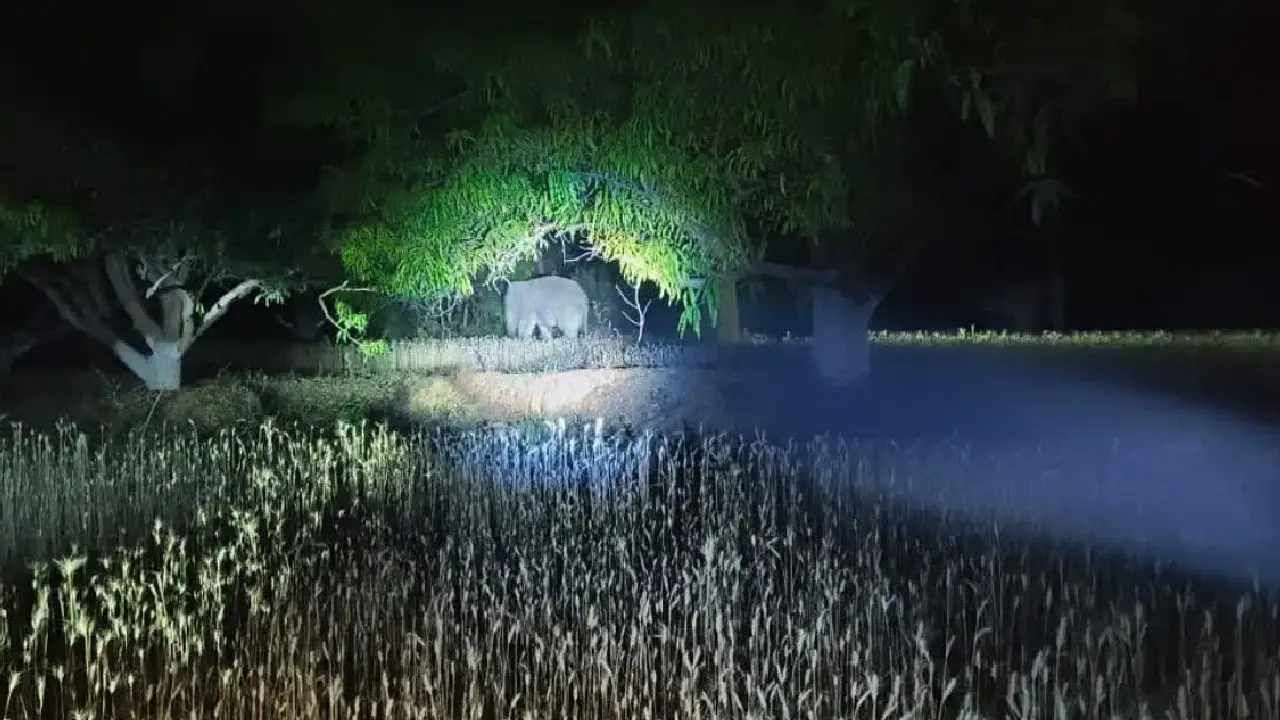 मरवाही और रायगढ़ में हाथी का उत्पात. दहशत में ग्रामीण.
