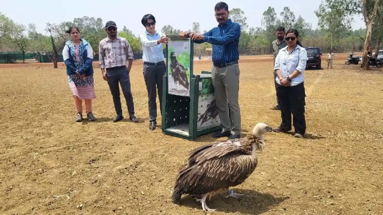 CG : वन्यजीव संरक्षण की दिशा में छत्तीसगढ़ की ऐतिहासिक उपलब्ध... - CG Sandesh