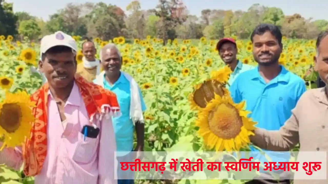 छत्तीसगढ़ के इस जिले में सूरजमुखी किस्म KBSH-78 की पहली सफल ... - CG Sandesh