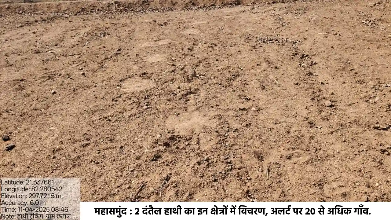 महासमुंद : 2 दंतैल हाथी का इन क्षेत्रों में विचरण, अलर्ट पर ... - CG Sandesh