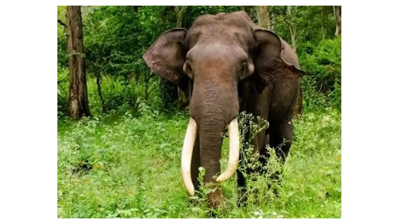 CG : जंगल में महुआ बीनने गई महिला को हाथी ने पटक कर मार डाला, इलाके में दहशत का माहौल