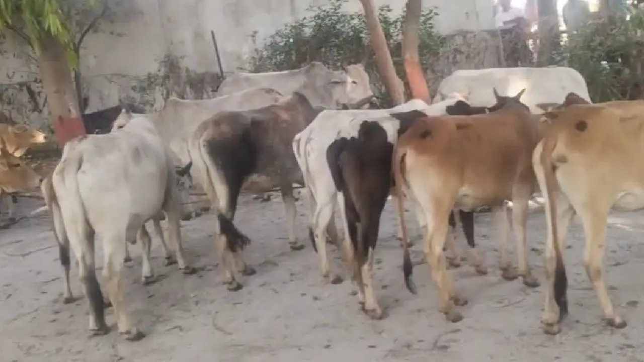 सरायपाली : गौवंश की तस्करी, दो पर मामला दर्ज - CG Sandesh