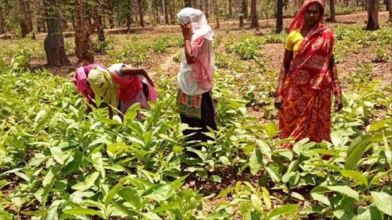 तेन्दूपत्ता प्रोत्साहन राशि वितरण में घोटाला, 11 वनोपज समिति... - CG Sandesh