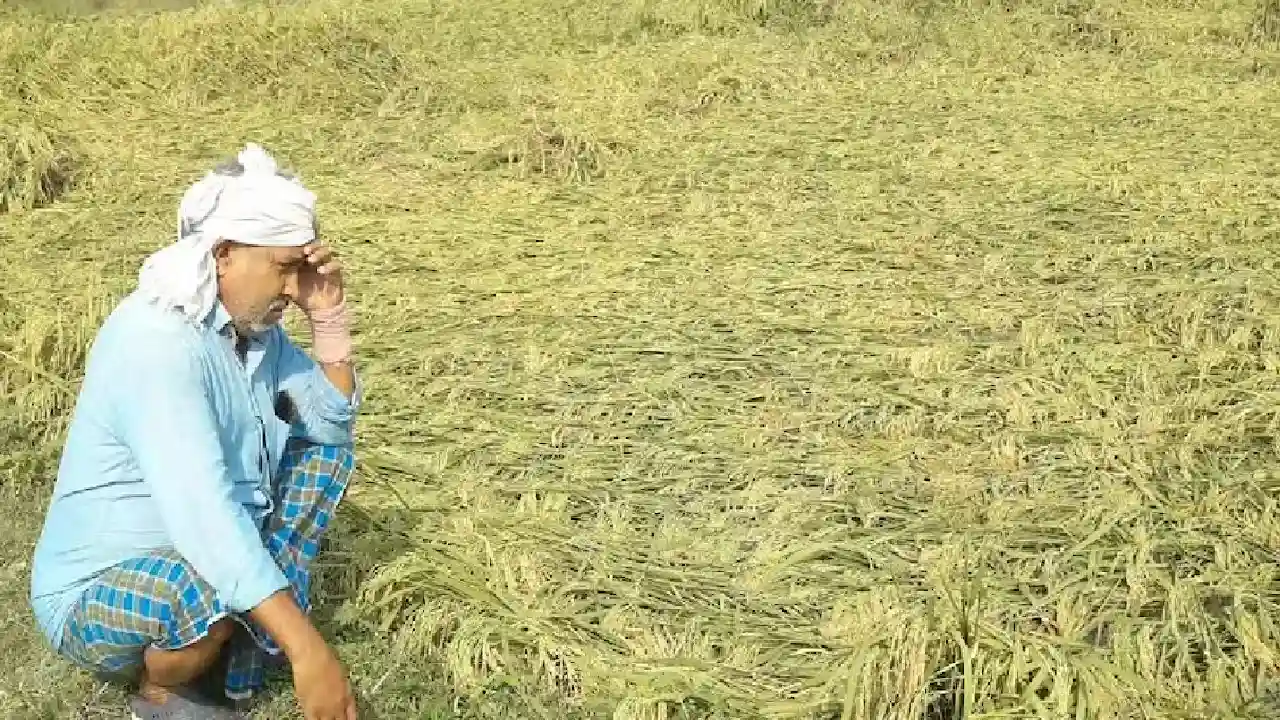  आंधी और बारिश ने फसलें कर दी खराब, चिंता न करे किसान इस योज... - CG Sandesh