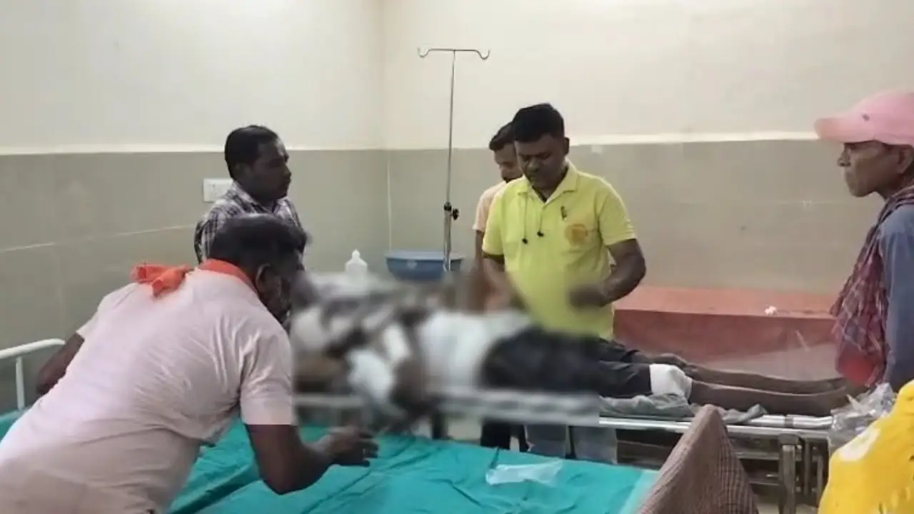 CG : साइकिल से जा रहे ग्रामीण पर जंगली सूअर ने किया हमला, इल... - CG Sandesh