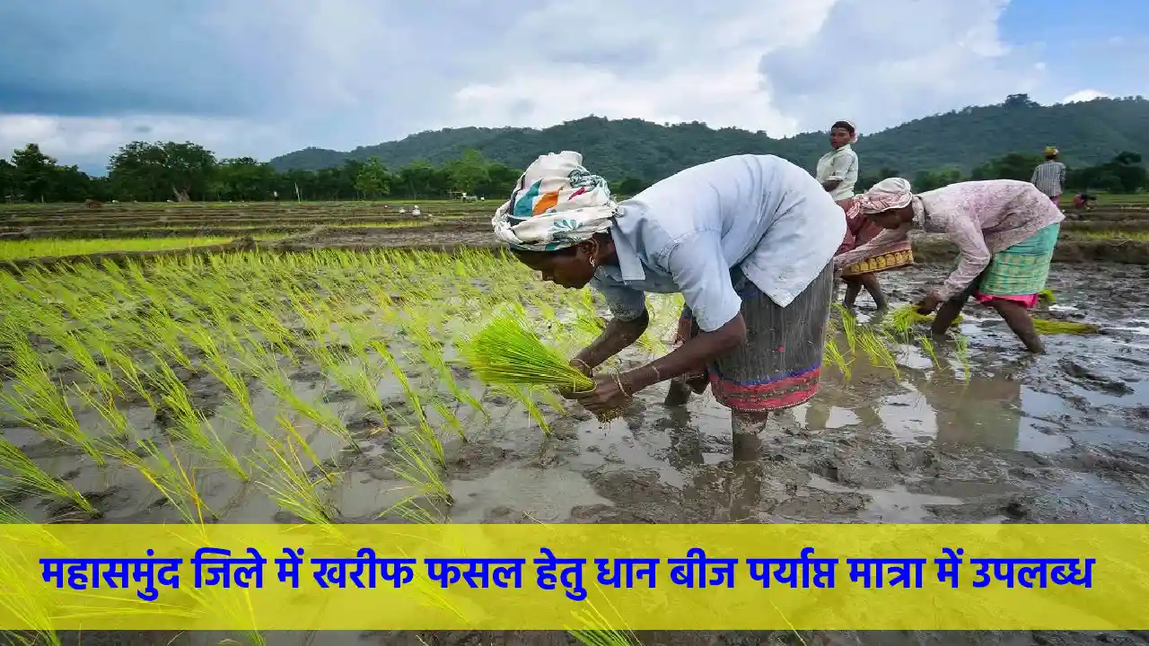 महासमुंद जिले में खरीफ फसल हेतु धान बीज पर्याप्त मात्रा में ... - CG Sandesh