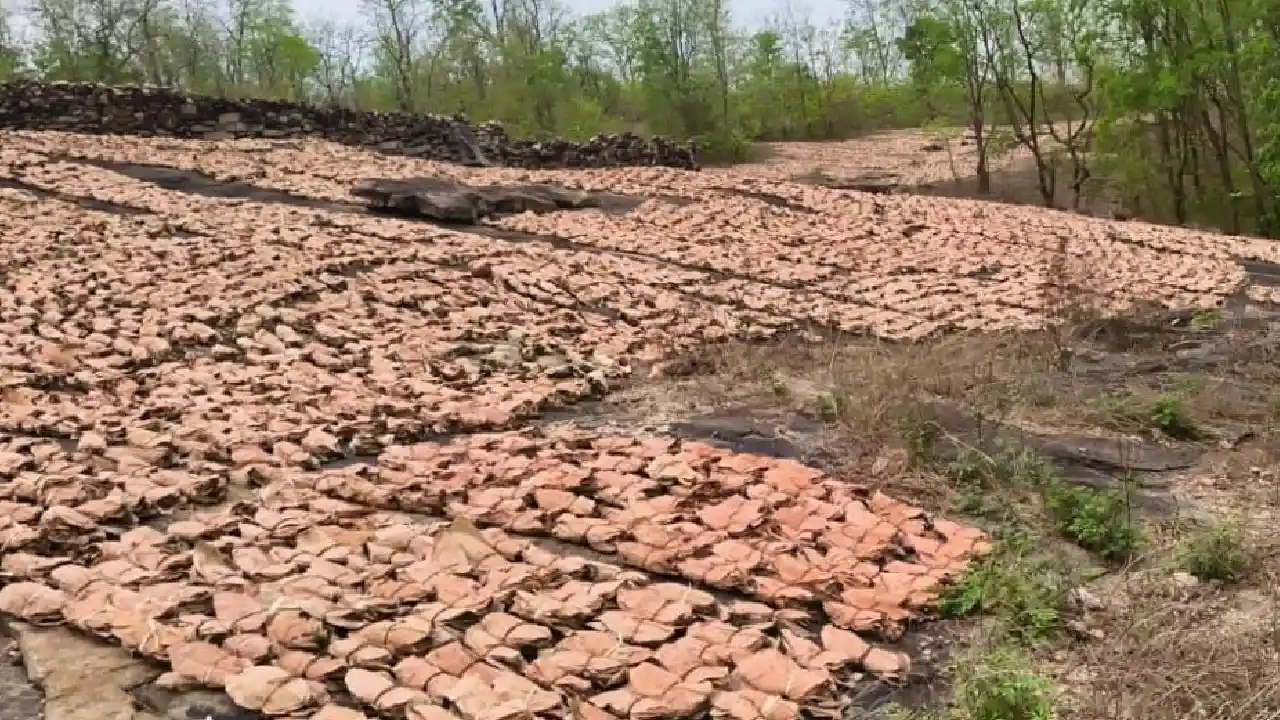 CG : तेंदूपत्ता संग्रहण, 10 लाख से अधिक परिवारों को 596 करोड... - CG Sandesh