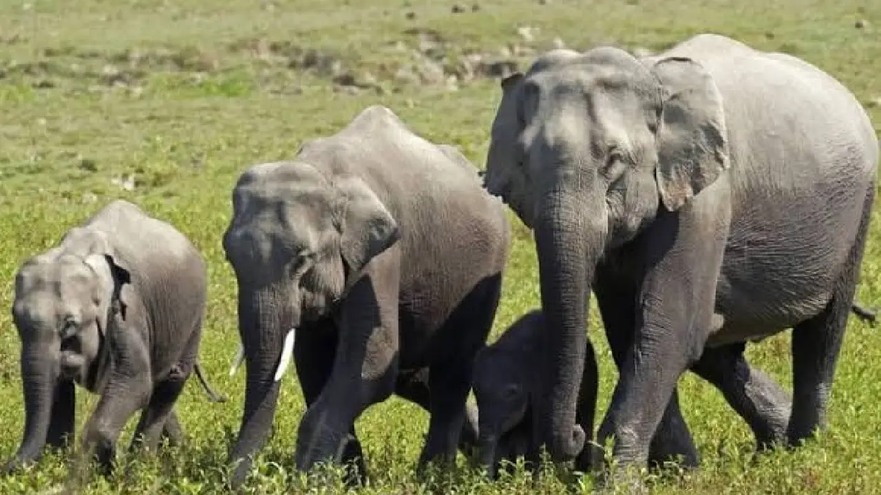 CG : छाल रेंज के ग्राम सिंघीझाप में देखा गया हाथियों का बड़ा दल, ग्रामीणों में दहशत का माहौल. 