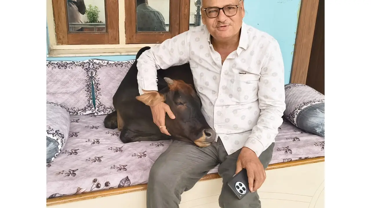 CG : प्रेम और स्नेह का कमाल, तिल्दा के व्यापारी के घर पर पंलग में आराम करती है गाय, परिवार का गाय के साथ अनोखा रिश्ता देख दिल खुश हो जाएगा. 
