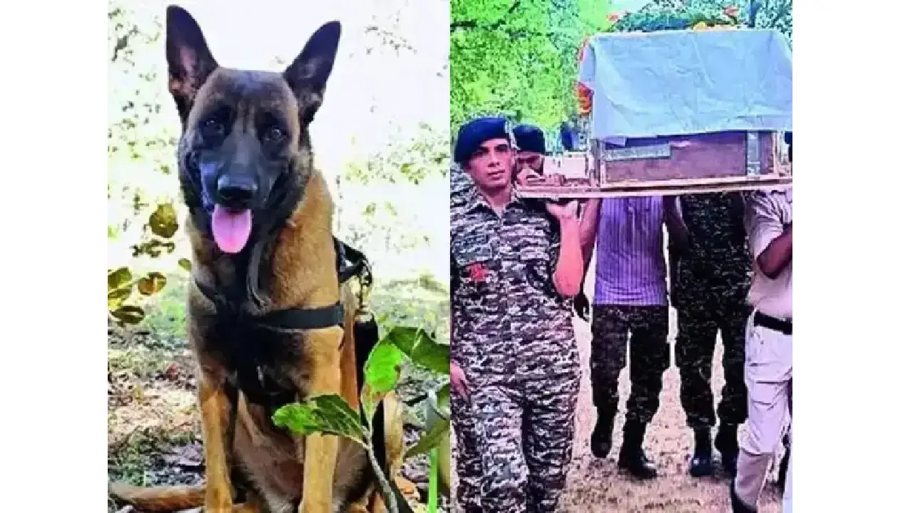CG : बहादुर डॉग K9 रोलो को दी गई गार्ड ऑफ ऑनर के साथ अंतिम विदाई, ऑपरेशन से लौटते समय मधुमक्खियों ने किया था हमला. 