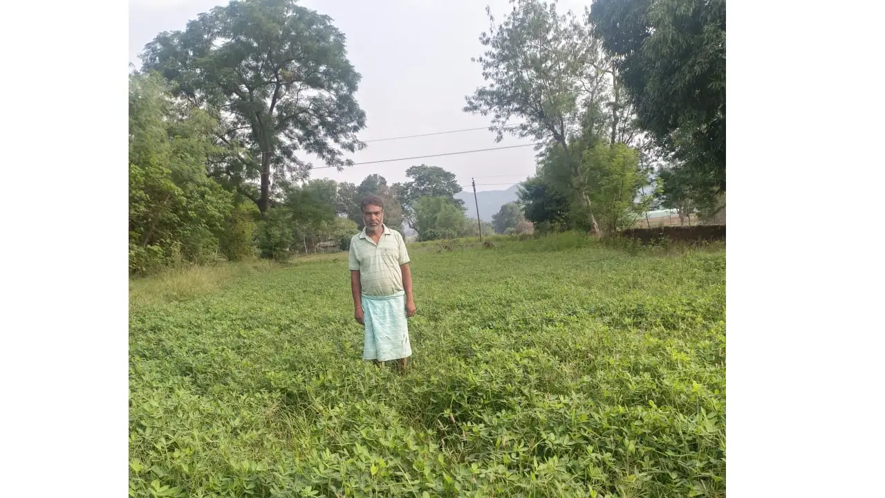 CG : राष्ट्रीय खाद्य सुरक्षा मिशन (तिलहन) योजना से किसान धान... - CG Sandesh