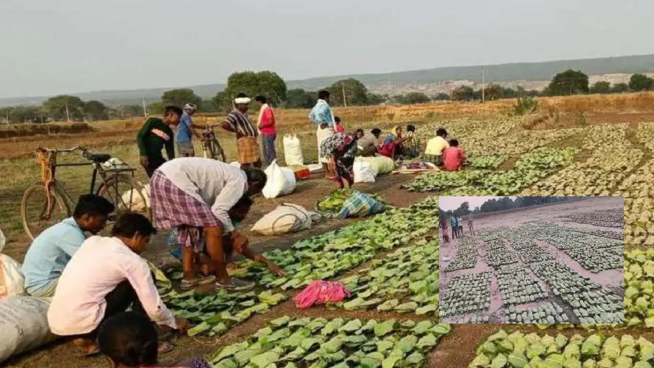 CG : तेंदूपत्ता संग्रहण में 31.45 करोड़ का भुगतान, ग्रामीणों... - CG Sandesh