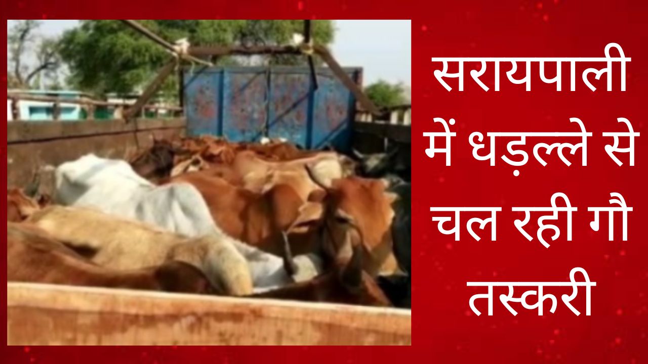 सरायपाली में धड़ल्ले से चल रही गौ तस्करी, गौ रक्षक बोले - प्र... - CG Sandesh