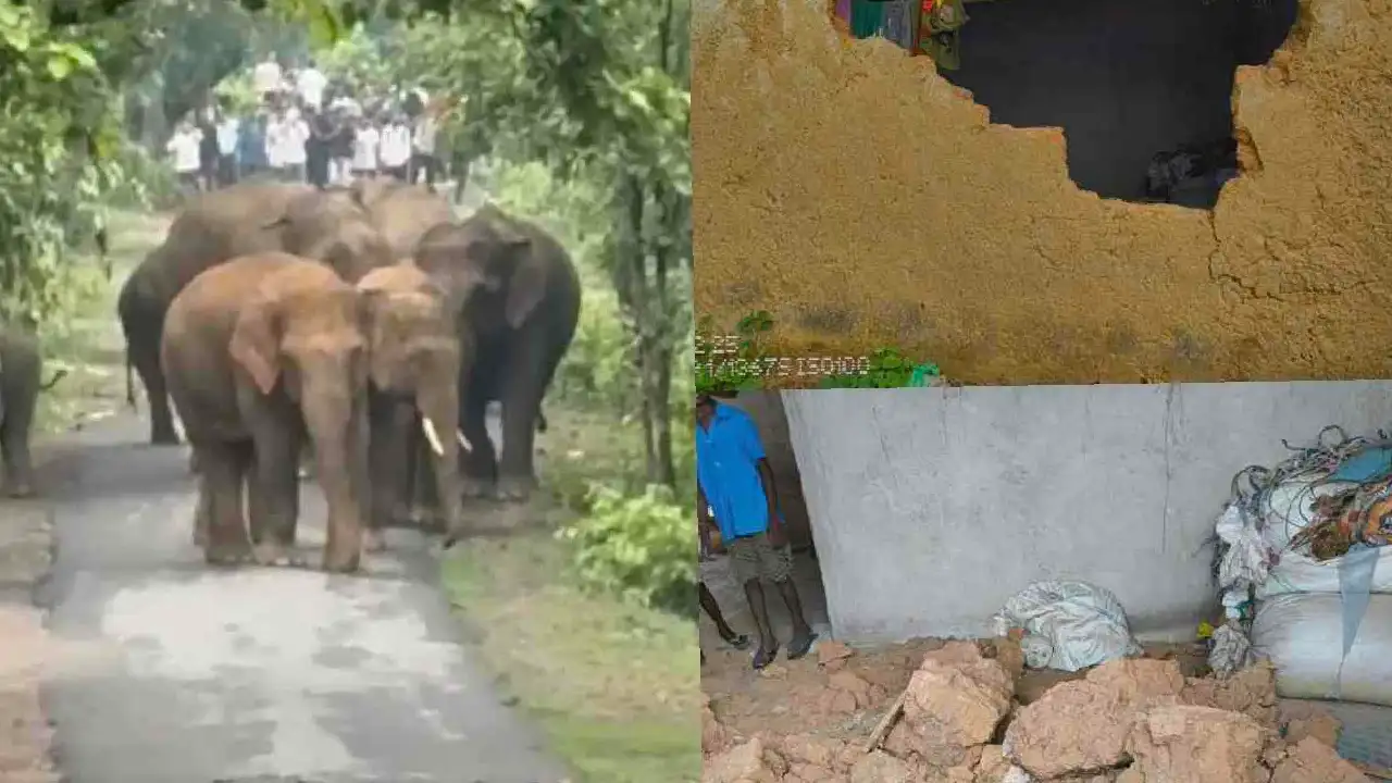 CG : खाने की तालाश में गांव में घुसा हाथियों का झुंड, मकान म... - CG Sandesh