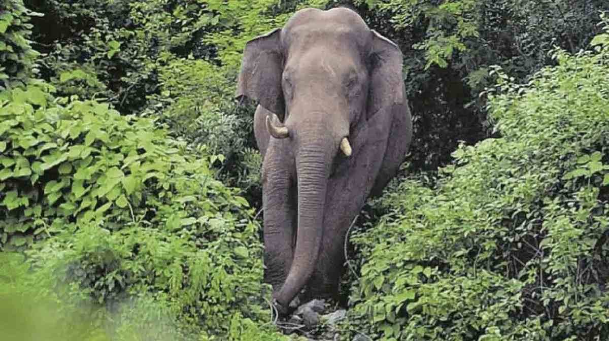 CG : हाथी ने महिला पर किया हमला, हुई मौत, एक ग्रामीण भी गंभी... - CG Sandesh
