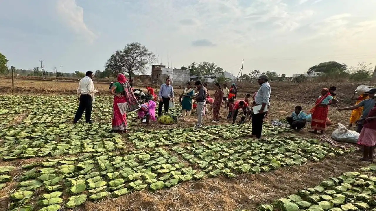 छत्तीसगढ़ सरकार का एक और वादा होगा पूरा, तेंदूपत्ता संग्राहक ... - CG Sandesh