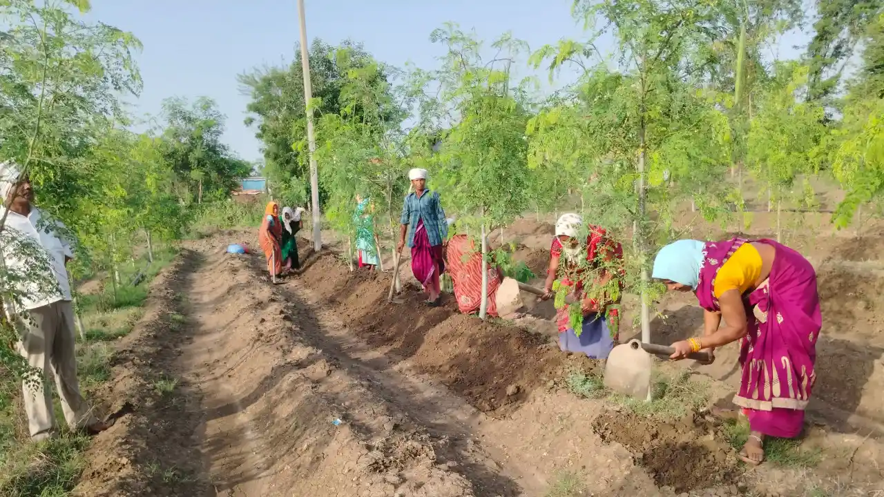 CG : सुपर फुड मुनगा से कोकड़ी की महिलाओं को हो रही लाखों की क... - CG Sandesh