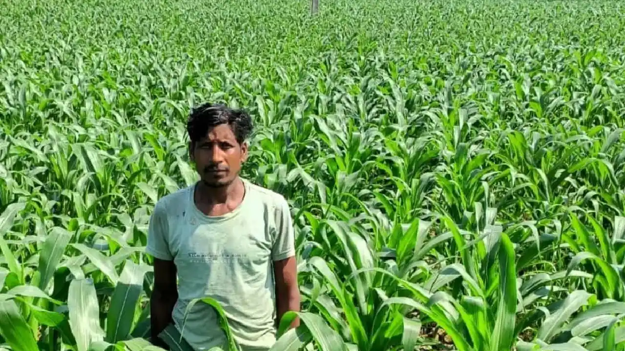 CG : धान के बदले मक्का की खेती से किसान ने कमाया दुगुना मुना... - CG Sandesh