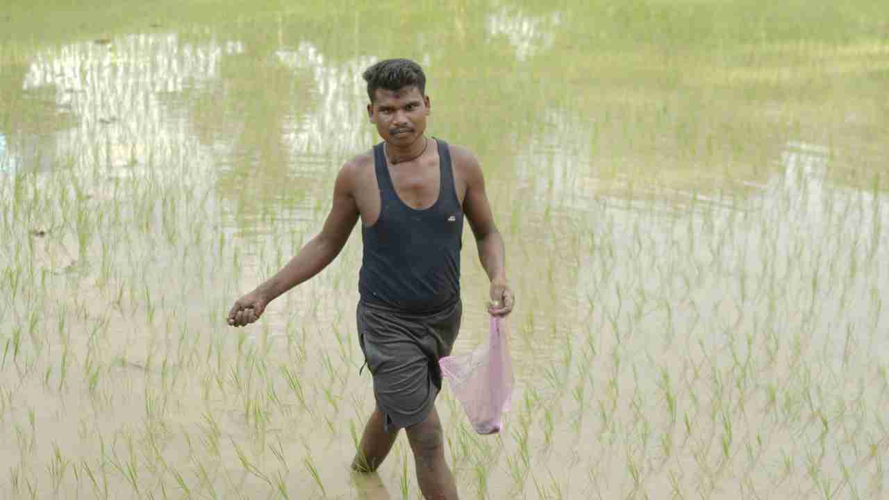 CG : किसान अच्छी फसल की उम्मीद में कर रहे हैं उन्नत किस्म की... - CG Sandesh