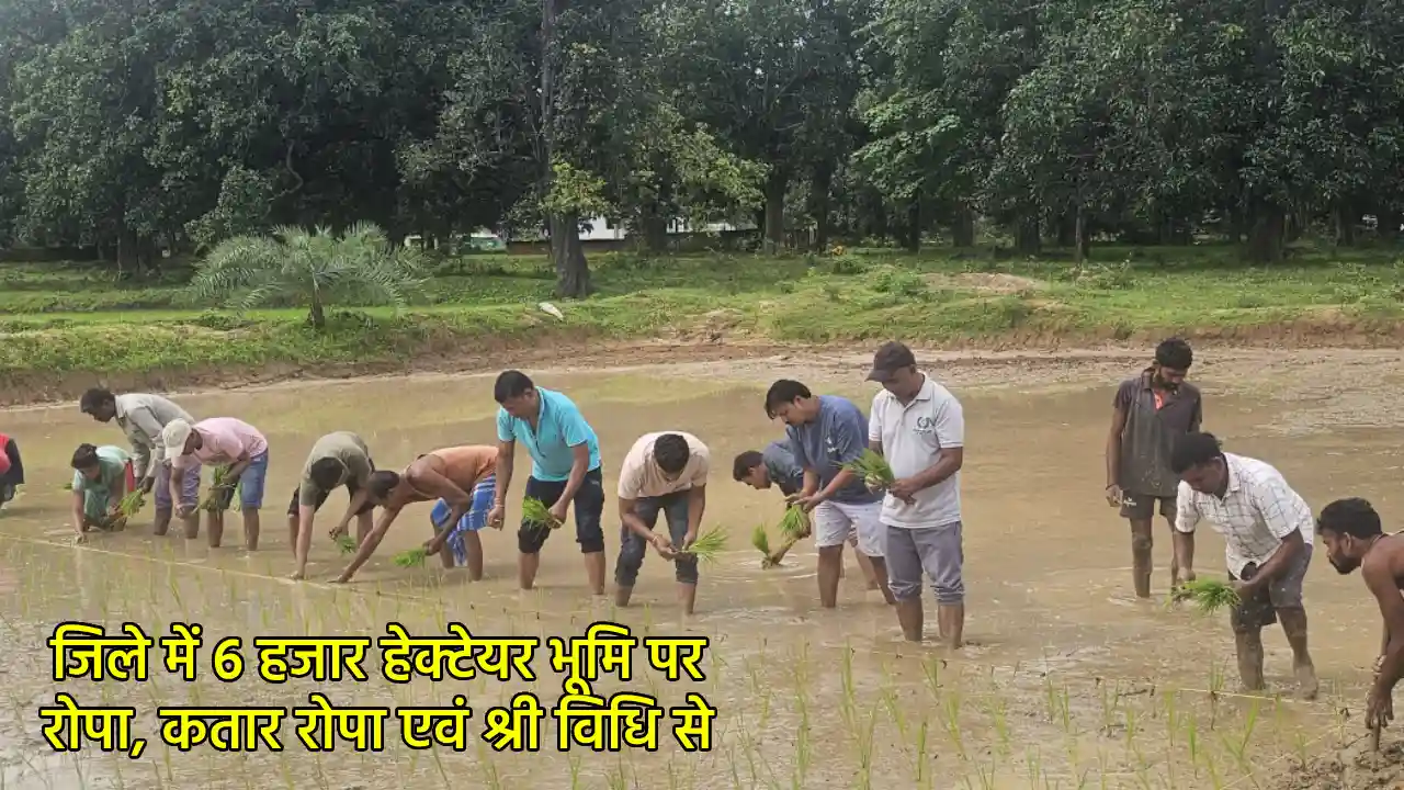 श्री विधि से खेती कर उत्पादन में हो रही 30 से 40 प्रतिशत तक ... - CG Sandesh