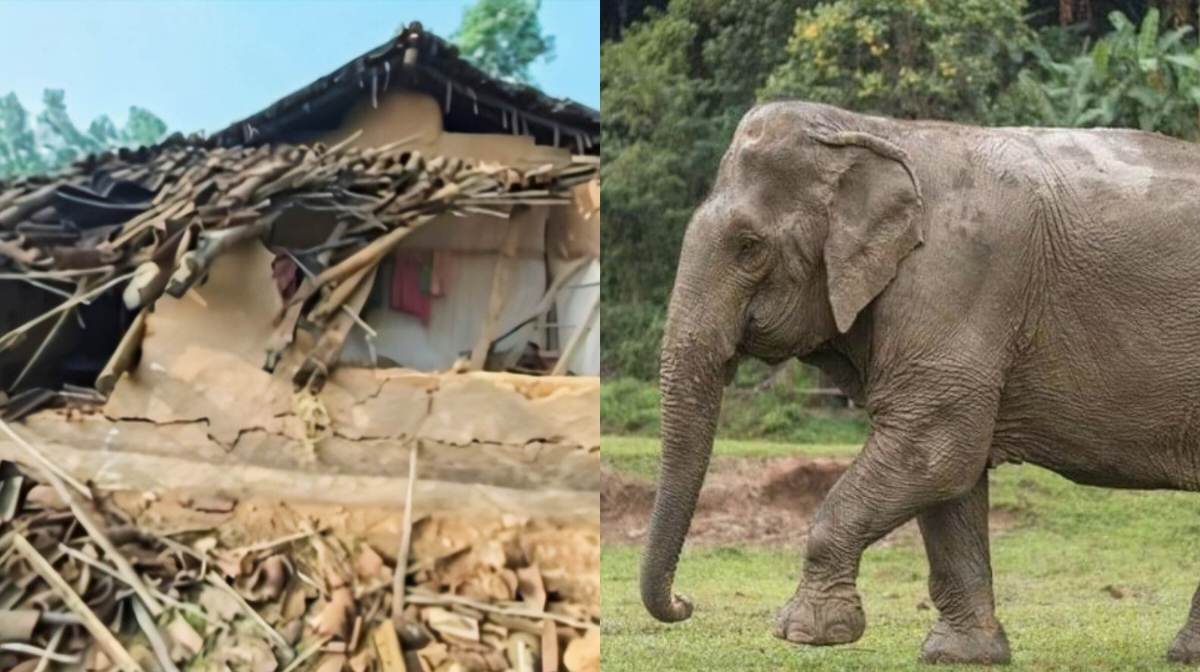 CG : एक ही रात में हाथी के हमले से तीन लोगों की मौत, गांव मे... - CG Sandesh