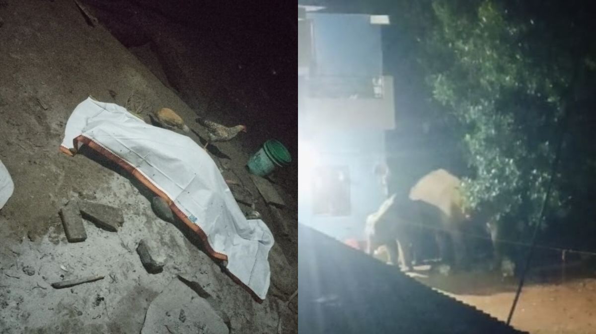 CG : आंगन में सो रहे अधेड़ को हाथी ने कुचला, हुई दर्दनाक मौत - CG Sandesh