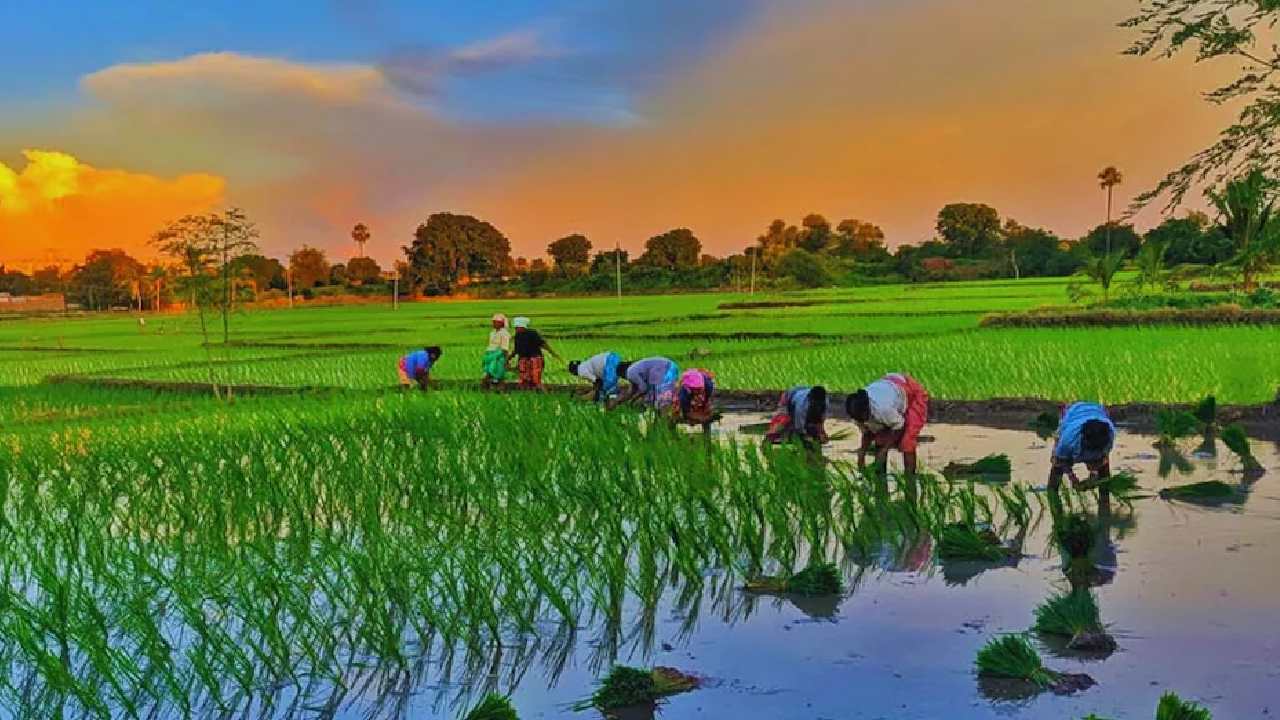 महासमुंद : 74 हजार किसानों को 346 करोड़ रुपए का ऋण वितरित - CG Sandesh