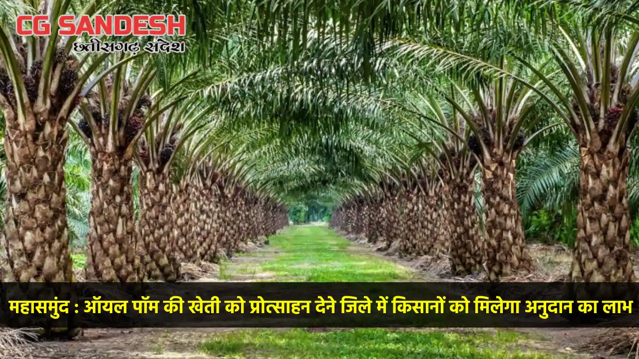 महासमुंद : ऑयल पॉम की खेती को प्रोत्साहन देने जिले में किसान... - CG Sandesh
