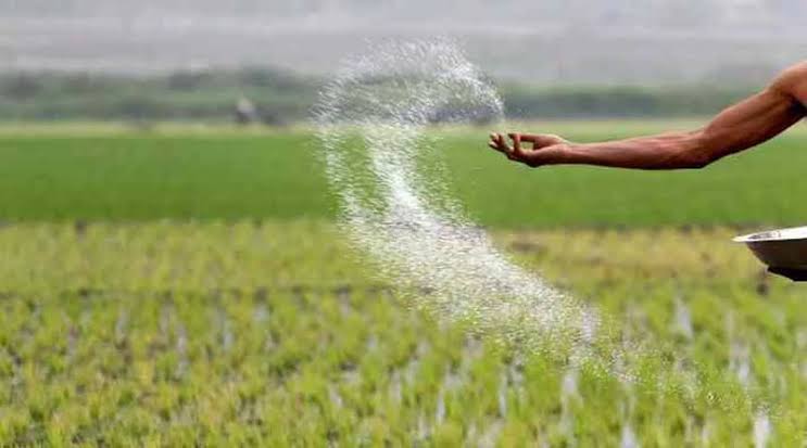 किसान डीएपी खाद के स्थान पर इन खादों को मिलाकर करें उपयोग, ध... - CG Sandesh