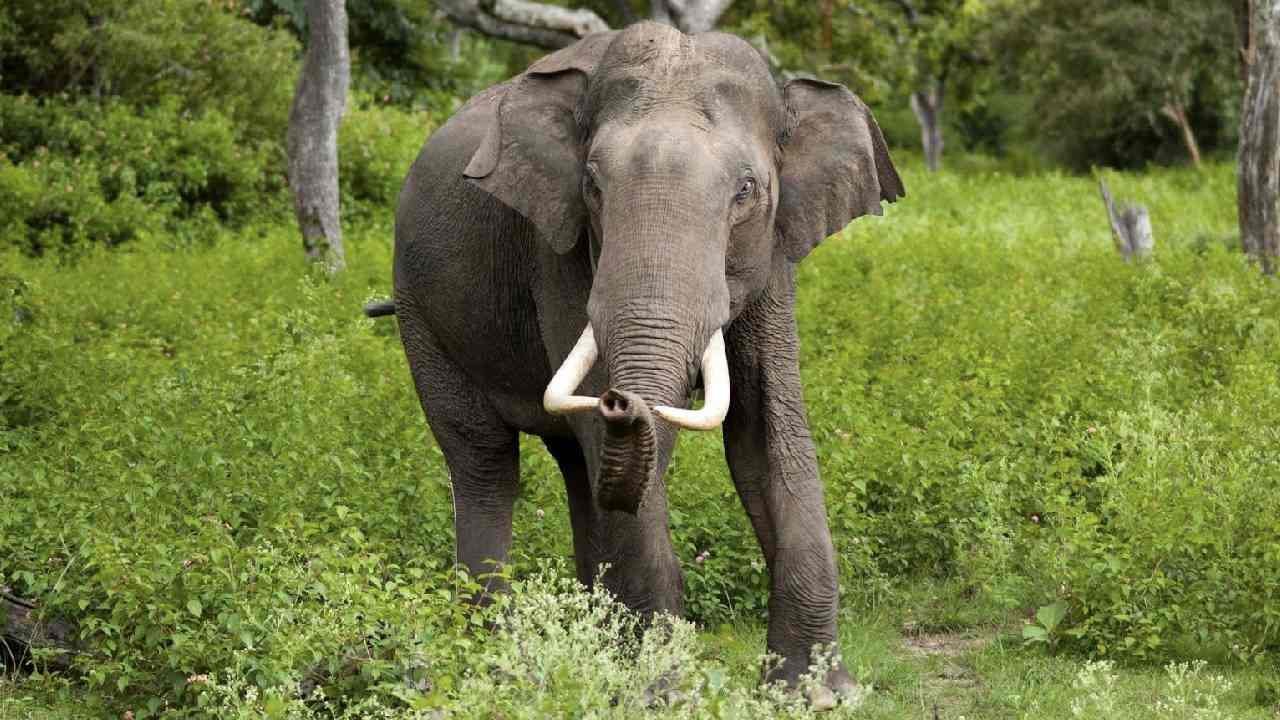 CG : दंतैल हाथी ने कुलचकर 4 लोगों को उतारा मौत घाट, आधा दर्ज... - CG Sandesh