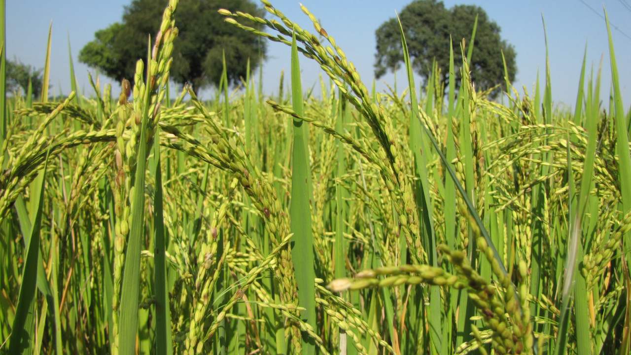 प्रति एकड़ 21 क्विंटल 31 सौ रूपए प्रति क्विंटल की मान से धान ... - CG Sandesh