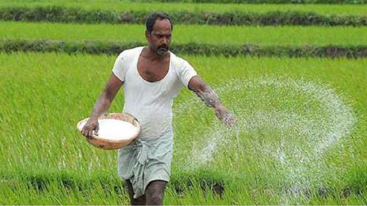 डीएपी खाद की कमी को पूरा करने किसान अपनाएं ये तरीका - CG Sandesh