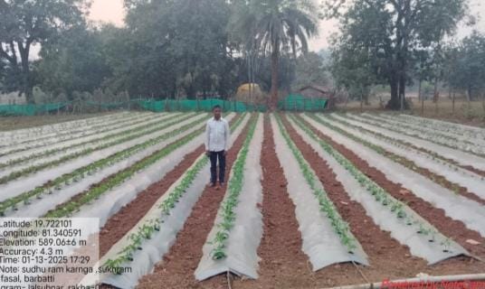 ड्रिप सिंचाई और मल्चिंग जैसी उन्नत पद्धतियों से करें  टमाटर,... - CG Sandesh