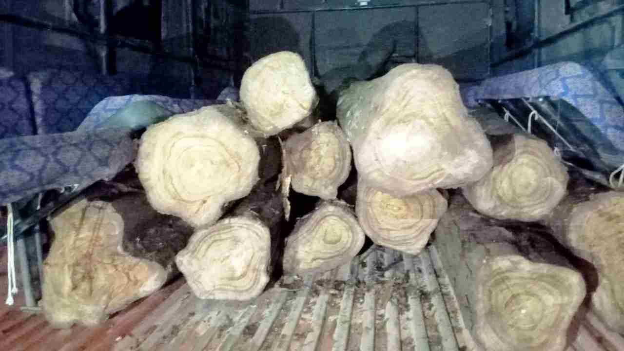 CG : अवैध परिवहन करते सागौन की लकड़ी जब्त - CG Sandesh