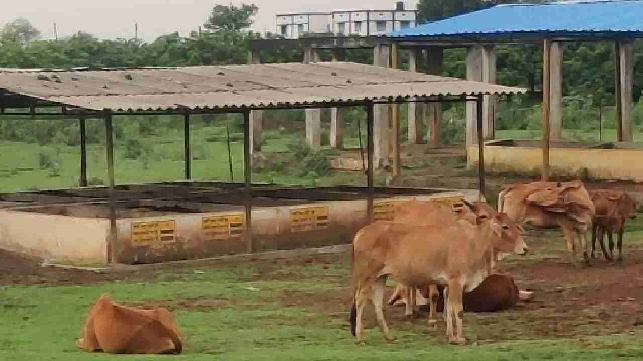 CG : गौधाम योजना की होगी शुरुआत, गाय चराने वालों को प्रतिमाह... - CG Sandesh