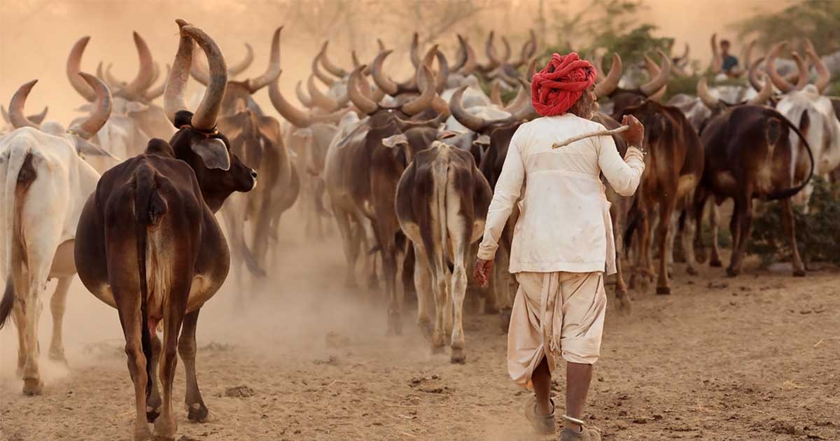   छत्तीसगढ़ में की जाएगी गौ सेवकों और चरवाहों की भर्ती, हर म... - CG Sandesh