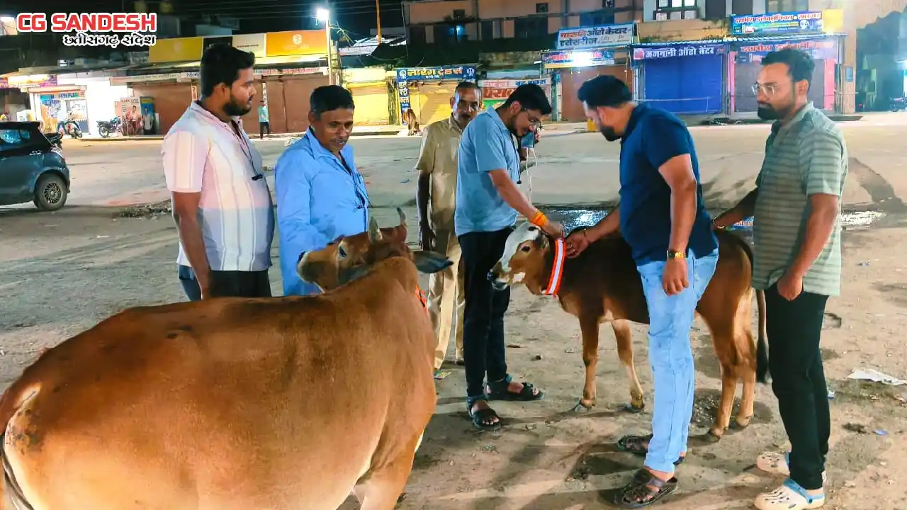 नगर पंचायत पिथौरा में आवारा गोवंश की सुरक्षा और सड़क सुरक्षा ... - CG Sandesh