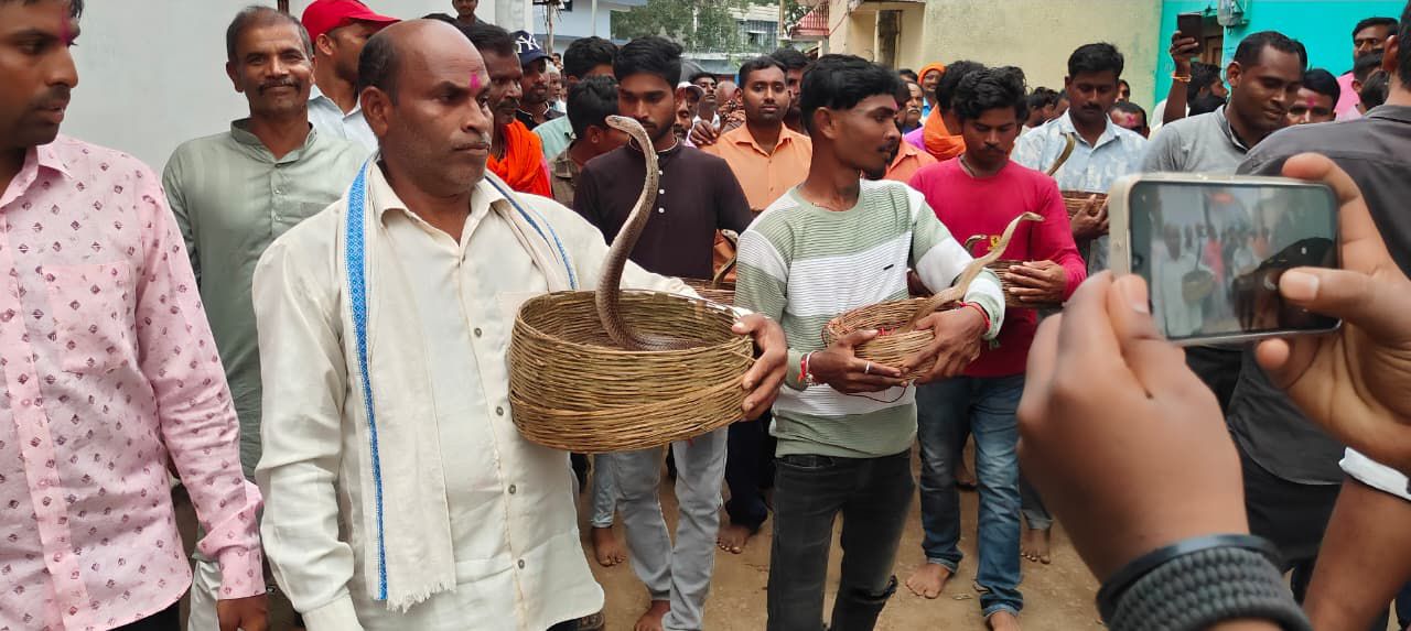 CG : ऋषि पंचमी पर निकली जहरीले सर्पों की शोभायात्रा, दूर दूर... - CG Sandesh