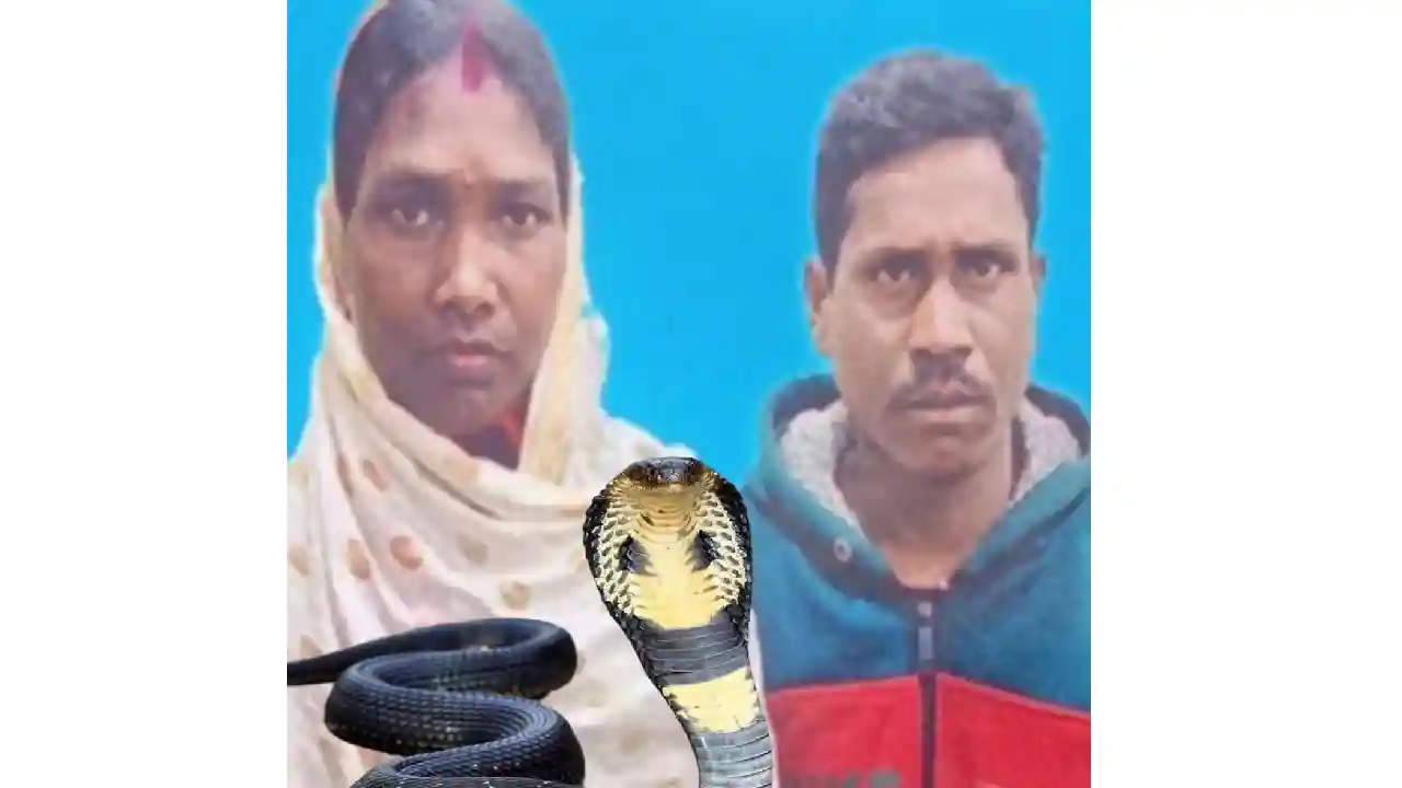 CG : सांप के काटने से पति-पति की मौत, झाड़-फूंक करते रहे परि... - CG Sandesh