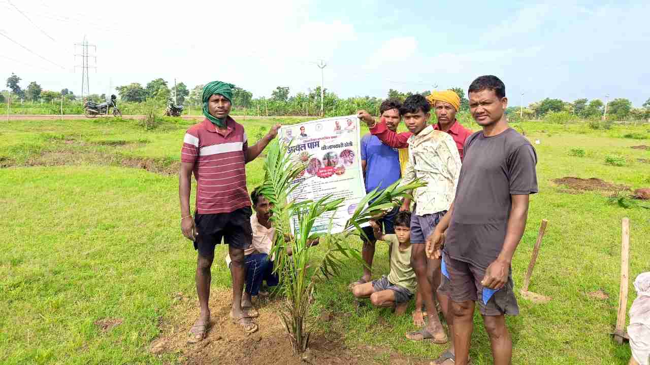 CG : किसान ऑयल पाम की खेती की ओर अग्रसर, जानें इसके फायदे - CG Sandesh