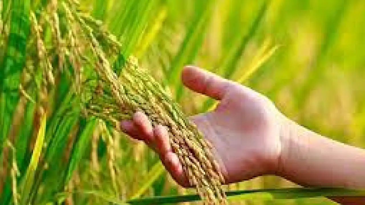 CG : धान फसल कीट-व्याधि के संबंध में किसानों को सामयिक सलाह - CG Sandesh