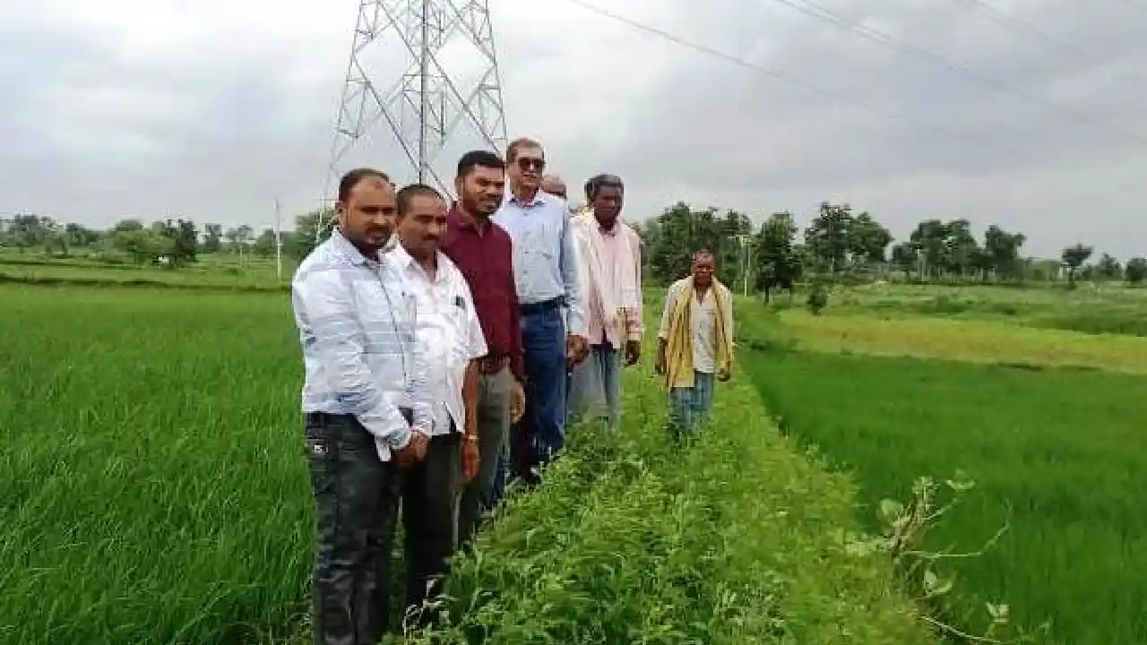 CG : कम समय और कम पानी में ज्यादा उपज देती है यह धान, जानें ... - CG Sandesh