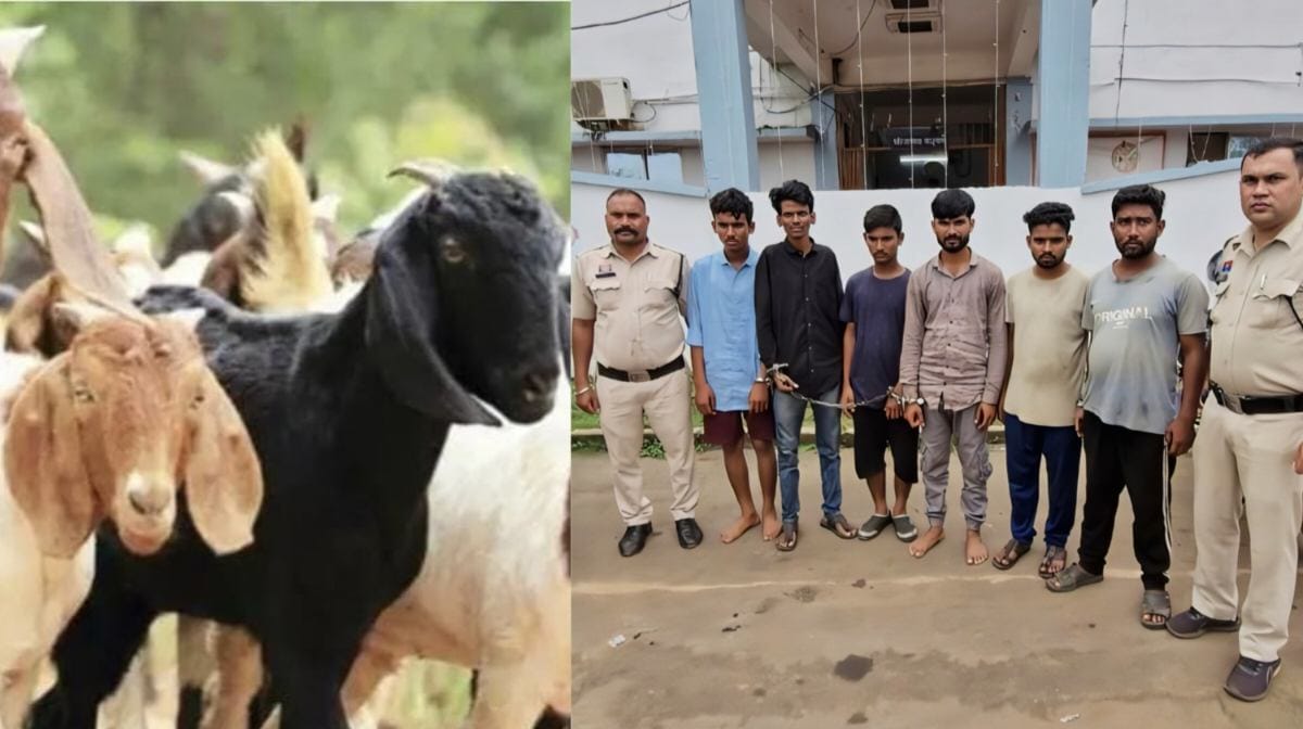 CG : 17 बकरा / बकरी चोरी करने वाले 6 आरोपी गिरफ्तार, 9 को का... - CG Sandesh