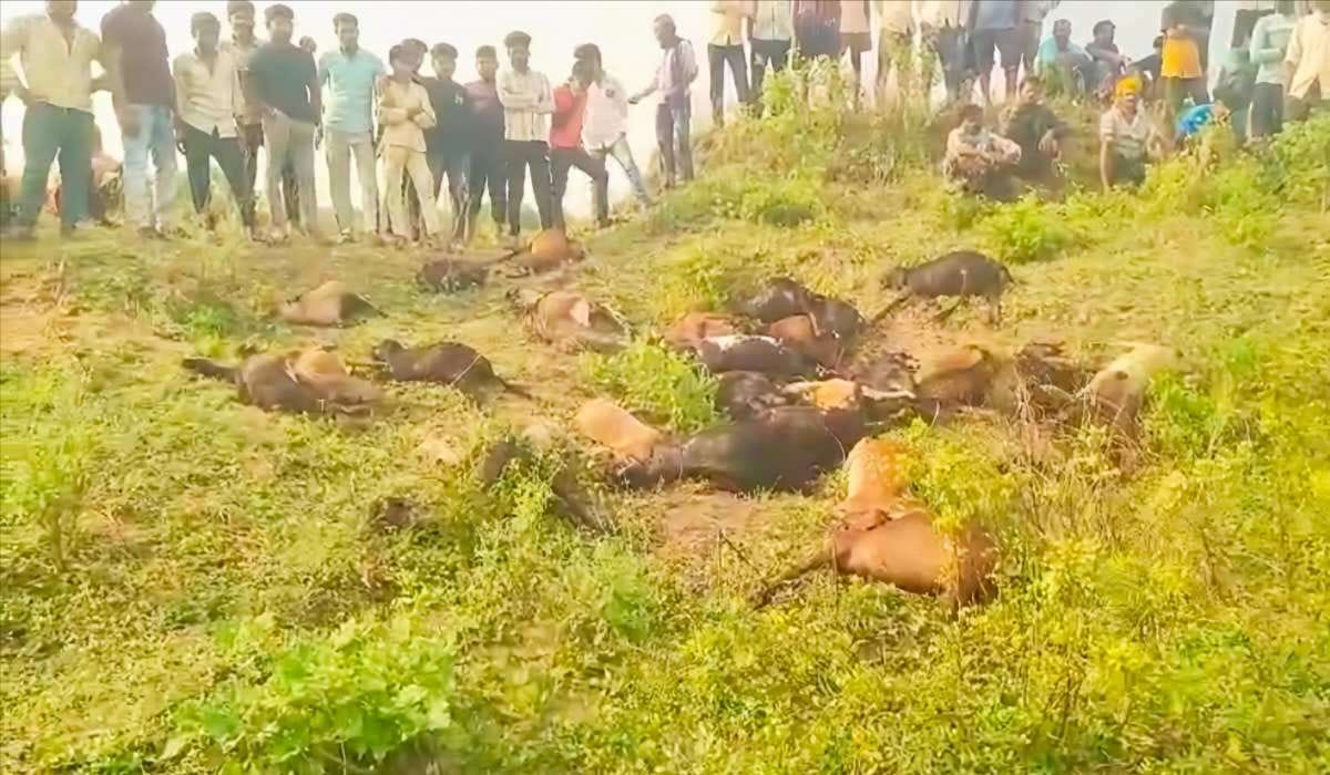 CG : आकाशीय बिजली की चपेट में आने से 27 मवेशियों की मौत, 3 प... - CG Sandesh