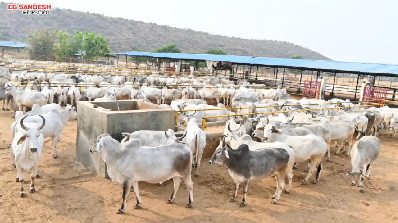 महासमुंद : गौधाम संचालन हेतु 30 सितम्बर तक आवेदन आमंत्रित - CG Sandesh