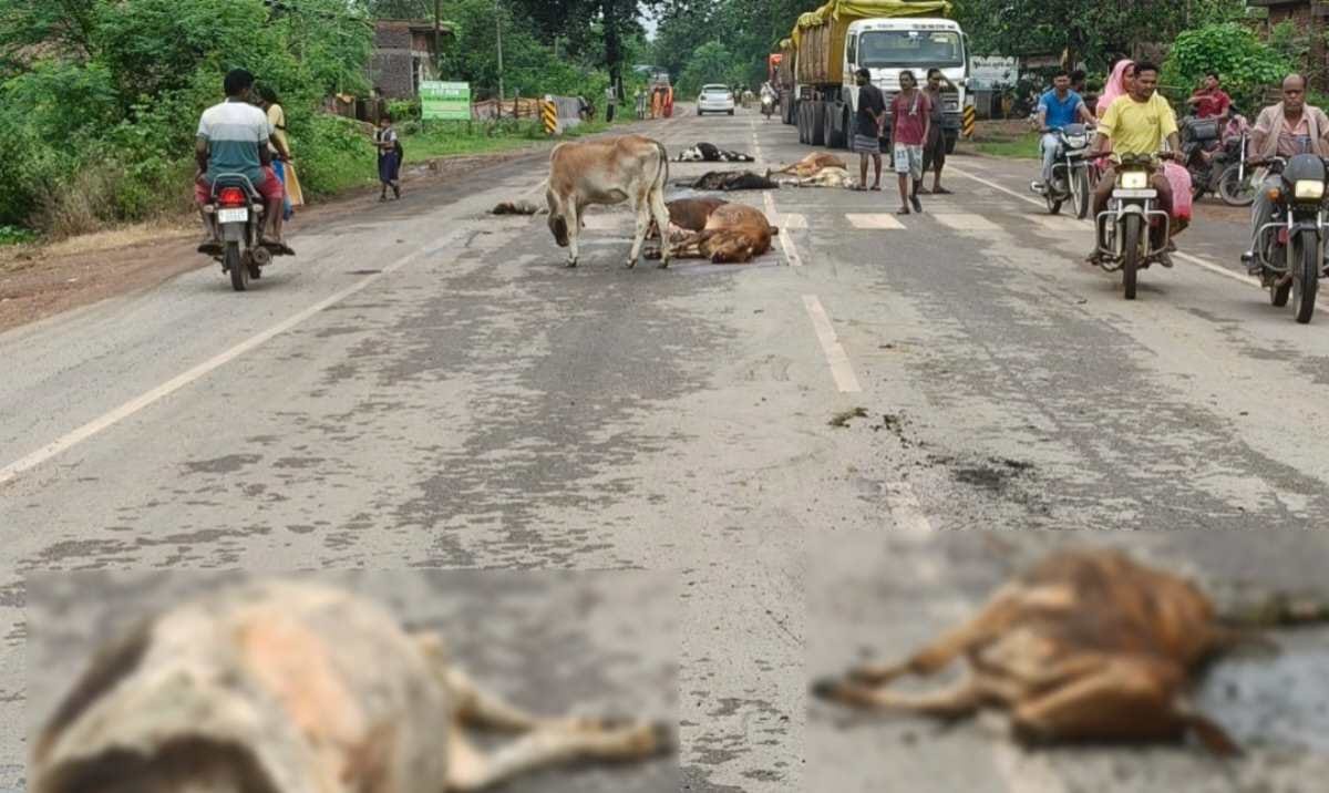 CG : सड़क पर बैठे मवेशियों को हाईवा ने रौंदा, 8 गायों की मौत... - CG Sandesh
