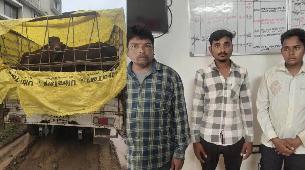 CG : गौवंश तस्करी का भंडाफोड़, 8 नग पशुओं के साथ तीन आरोपी ग... - CG Sandesh