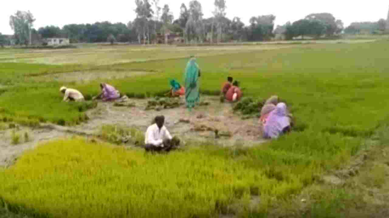 फसल बीमा योजना लागू न होने से संकट में किसान - CG Sandesh