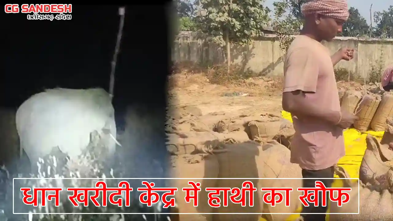CG : धान खरीदी केंद्र में घुसा दंतैल हाथी, खौफ के बीच धान की... - CG Sandesh
